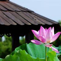 Lin Cheng Photo 22
