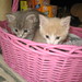 Lois Foster Photo 36