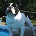 Elliott Pool Photo 4