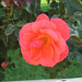 Clara Rose Photo 20