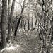 Laurel Miller Photo 39