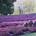 Heather Pace Photo 17