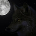 Jeremy Wolf Photo 15