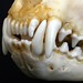 Marten Stone Photo 4