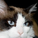 Polly Short Photo 7