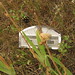 Helen Cline Photo 30