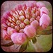 Samantha Flowers Photo 32
