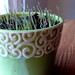 Laura Wheat Photo 20