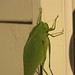 Meridith Green Photo 4