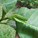 Usha Rani Photo 21