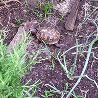 Diane Garrison Photo 9