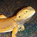 Clyde Beard Photo 12
