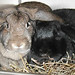 Tabitha Ashley Photo 11