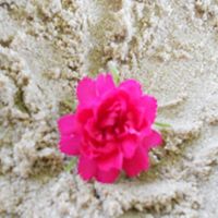 Barb Rowe Photo 29