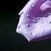 Nelson Flores Photo 33