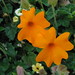 Susan Whitt Photo 5
