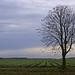 Raymond Chestnut Photo 10