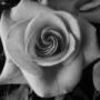 Sandy Rowe Photo 16