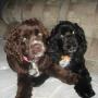 Tonya Clemmons Photo 8