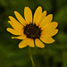 Stephanie Mills Photo 18