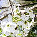 Nelson Bloom Photo 7