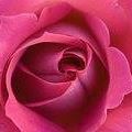 Rose Greco Photo 15