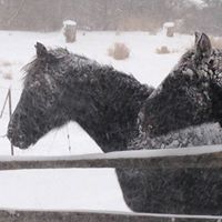 Sue Unger Photo 23