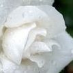 Lisa Amer Photo 1