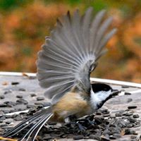Ron Shepherd Photo 9