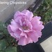 Rose Angel Photo 24