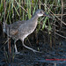 Virginia Marsh Photo 20