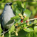 Mark Gray Photo 25