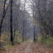 Lori Wood Photo 16