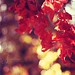 Shelley Luster Photo 12