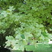 Frederick Simons Photo 12