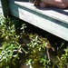 Carole Newman Photo 7
