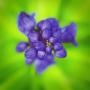 Brenda Crain Photo 18