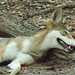 Leon Wolf Photo 12