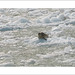 Tracey Seal Photo 15