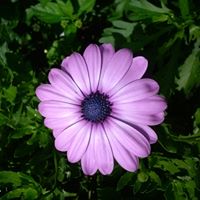 Nancy Pinney Photo 21