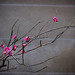 Flora Walls Photo 9
