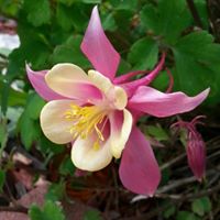 Jane Burkett Photo 7