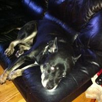 Steven Hibbs Photo 14