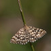 Steven Heath Photo 46
