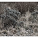 Forrest Gray Photo 27