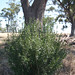Melton Bush Photo 3