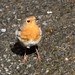 Robin Buck Photo 25