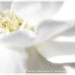 Adrienne White Photo 23