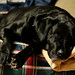 Lucy Sharp Photo 20