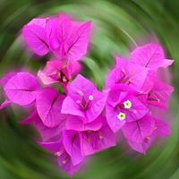 Sharon Davidson Photo 26